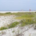 WMNF News: Beach dunes