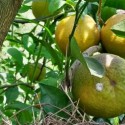 Citrus