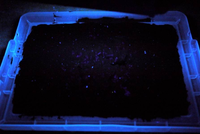 Medium_1729