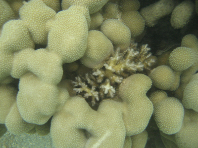 Large_410