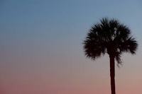 Medium_palm