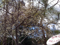Medium_2137