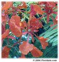 Medium_4960