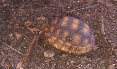 Large_3972