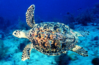 Medium_hawksbill_turtle