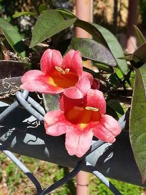 Large_cross_vine_and_red_honeysuckle_sat_gate
