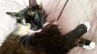 Medium_cat_by_seank_may_2014_pets_animals