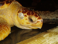 Medium_loggerhead2_fullsize