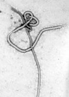 Medium_424px-ebola_virus_em