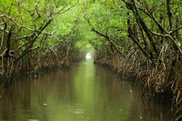 Medium_everglades