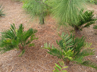 Medium_944