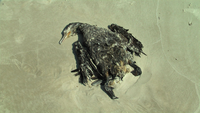 Medium_1528