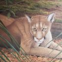 Florida panther
