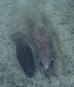 manatee in Florida