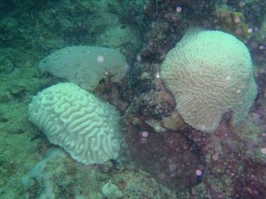 coral bleaching