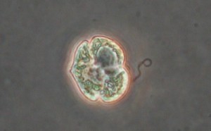 K. brevis