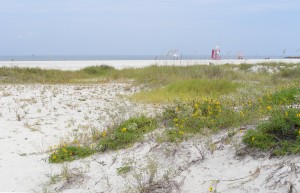 WMNF News: Beach dunes