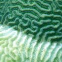coral disease