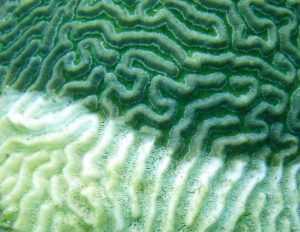 coral disease