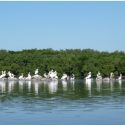 Bradenton mangroves Carlos Beruff Manatee County