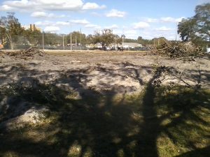 usf trees construction publix