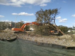 construction usf trees
