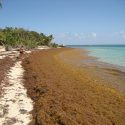 Sargassum algae bloom Puerto Rico Culebra