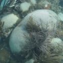 Stony Coral Tissue Loss Disease - white-plague disease coral disease FWC - stony coral tissue loss disease