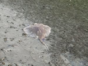 red tide ray stingray beach Gulfport