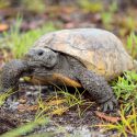 Gopher tortoise like those found at Boyd Hill