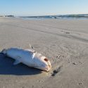 red tide fish kill beach