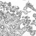 COVID-19 coronavirus image from CDC