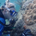 coral transplants