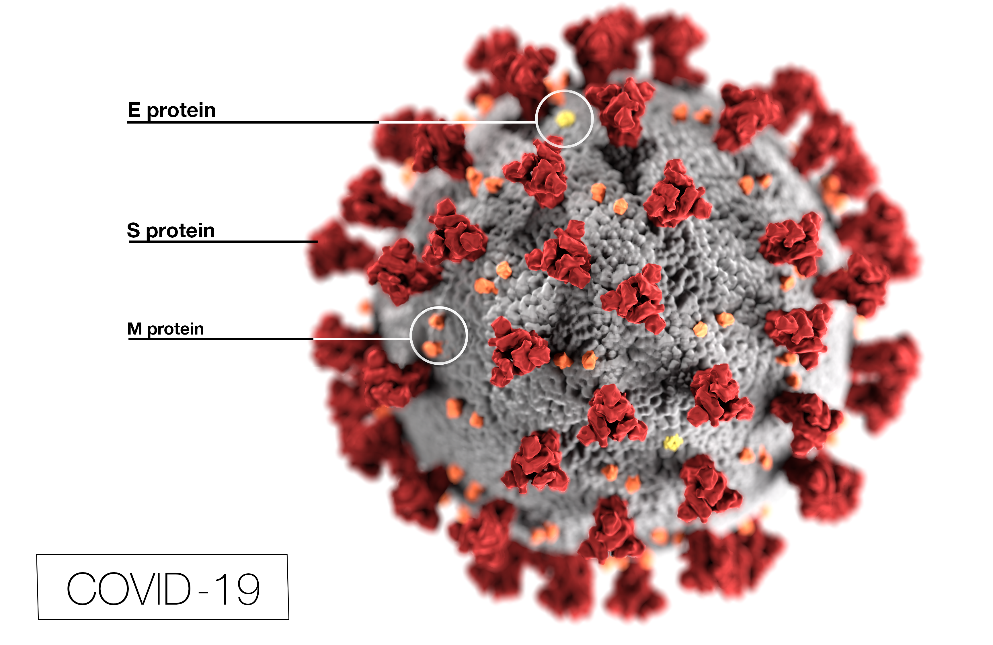 The coronavirus that causes COVID-19 via CDC.