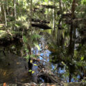 wetlands Florida Forever conservation lands southwest florida water management district