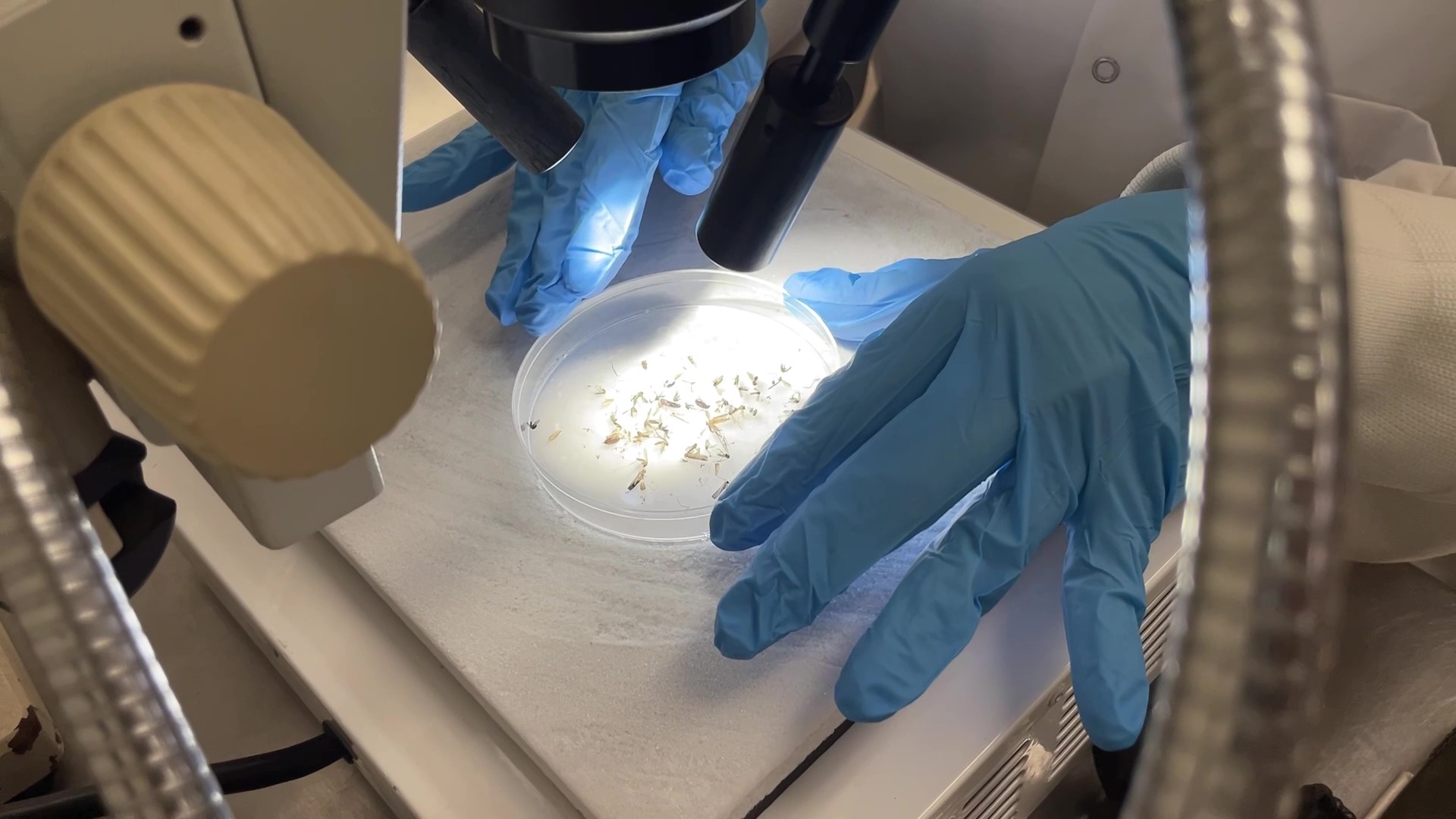 WMNF | CDC and Sarasota County officials address malaria outbreak - Vimarsana News