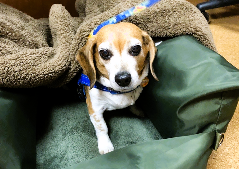 Unleashing hope: Tampa Bay Beagle Rescue's mission to save lives - WMNF ...