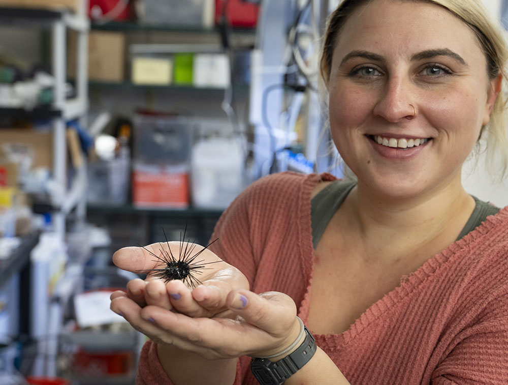Parasite may lead to 'pandemic' for sea urchins, according to new USF research - Vimarsana News
